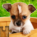 Dogs Jigsaw Puzzles Game