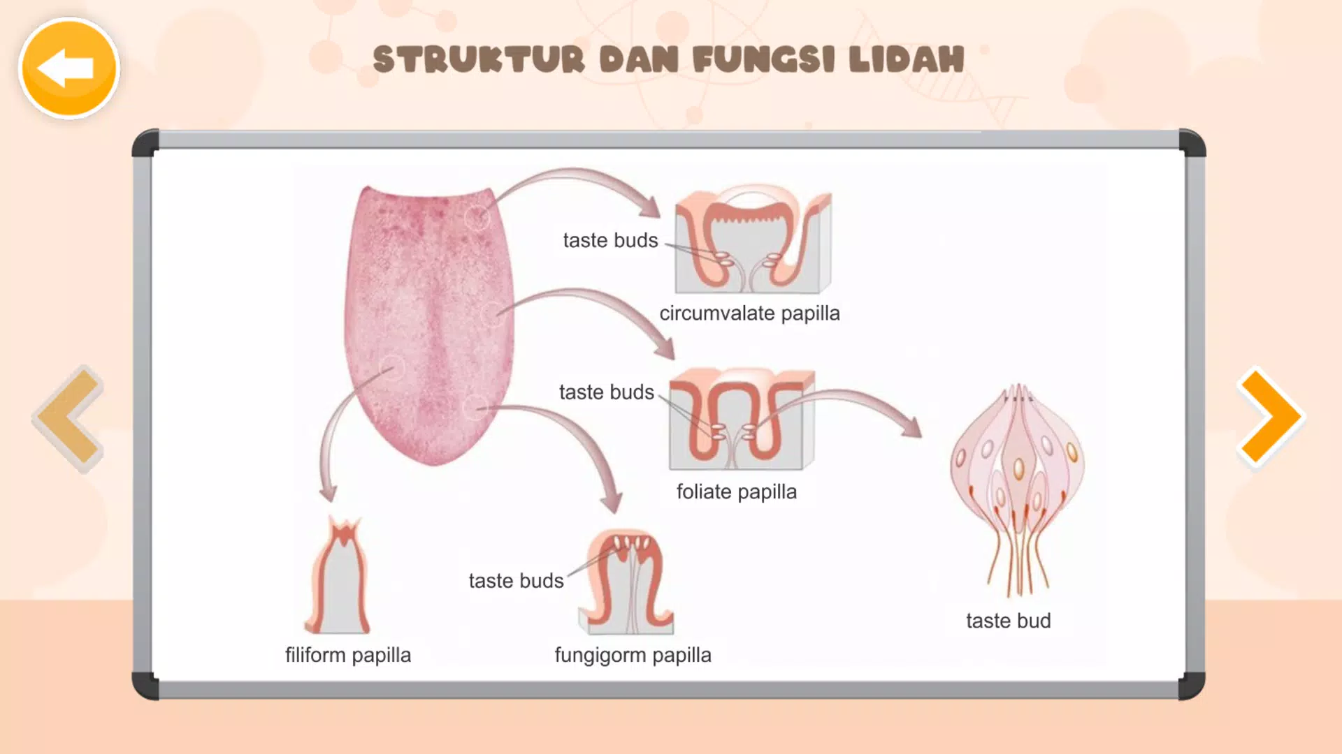 Sistem Indra Manusia Capture d'écran 3